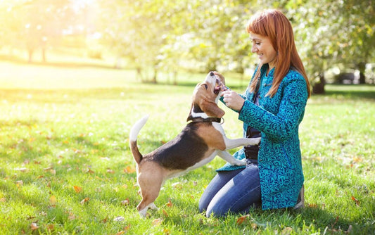 How do you take care of your beloved pet?