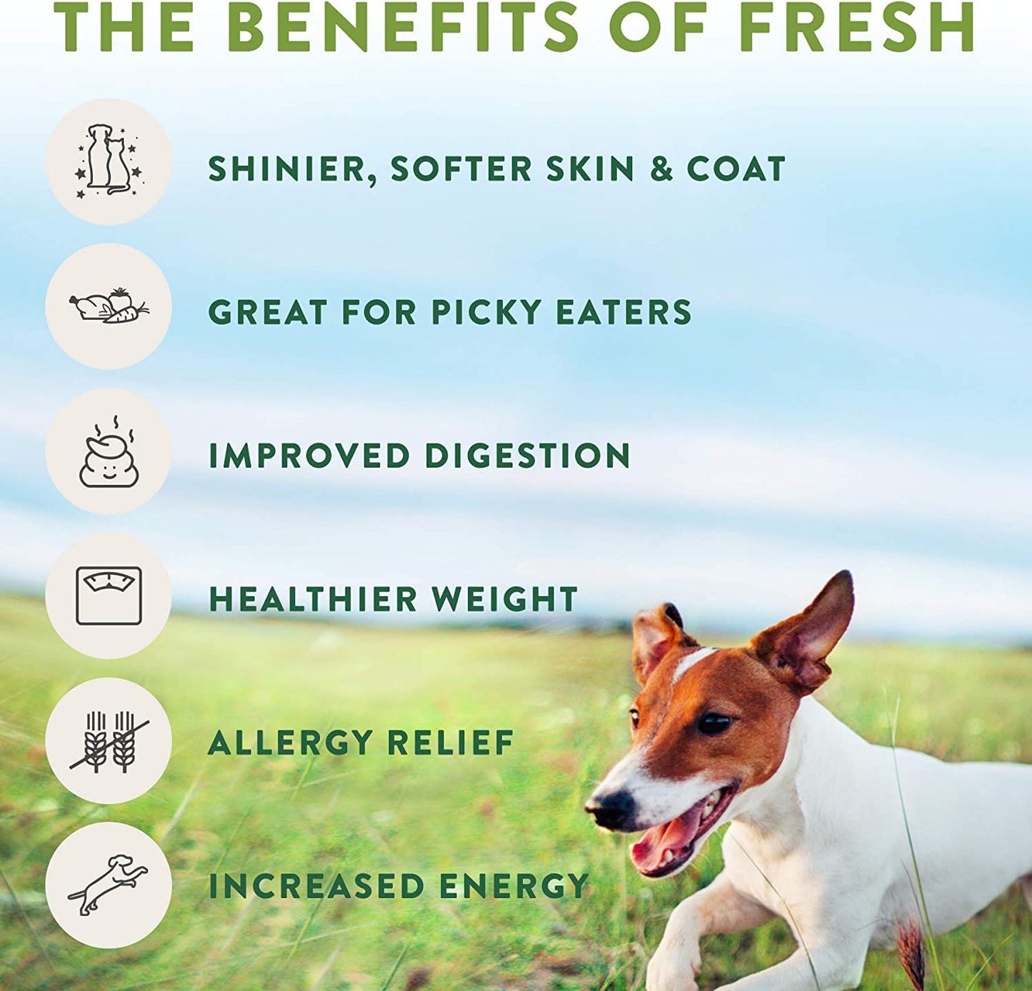 Freshpet Healthy & Natural Dog Food, Fresh Chicken Recipe, 5.5lb