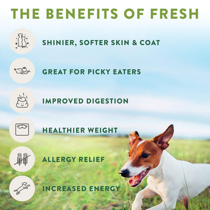 Freshpet Fresh From the Kitchen, Healthy & Natural Dog Food, Chicken Recipe, 4.5lb